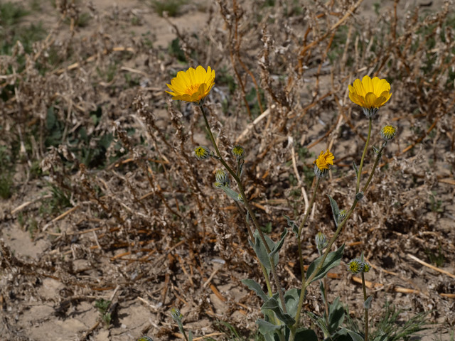 Desert Sunflower (Geraea canescens, Asteraceae)