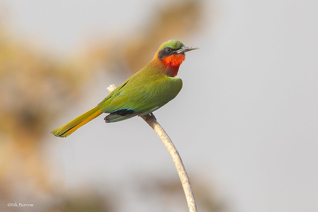 Red-throated Bee-eater Merops b. bulocki