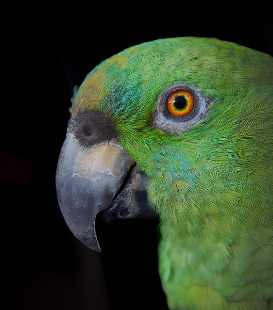 pet parakeet Guatemala