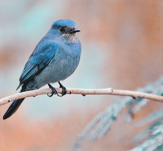 A blue flycatcher resting on the twig