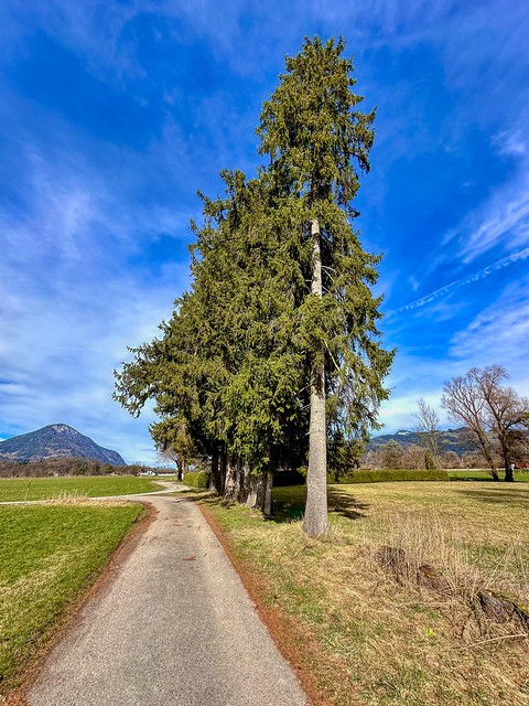 Tree-lined path between Kiefersfelden and Oberaudorf in Bavaria, Germany