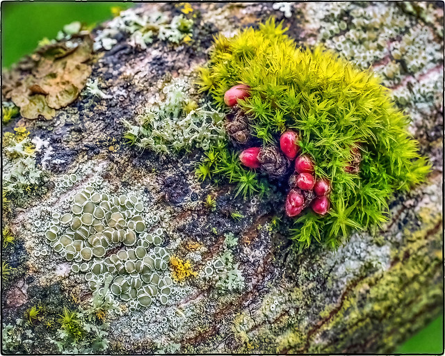 Lecanoraceae, Moss, & Red Buds