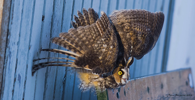 Hibou moyen-duc - Long-eared owl Longueuil Janvier - January 2024.