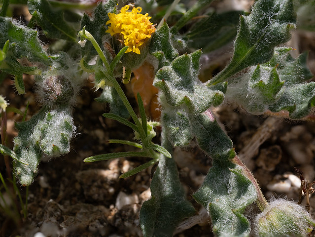 Yellowhead (Trichoptilium incisum, Asteraceae)