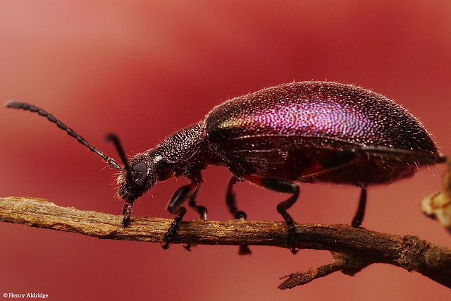 20210214 - 06 A Darkling Beetle, Ecnolagria tomentosa circa 12mm, toxic. Tenebrionidae Tenebrionoidea Coleoptera. Ku-ring-gai.