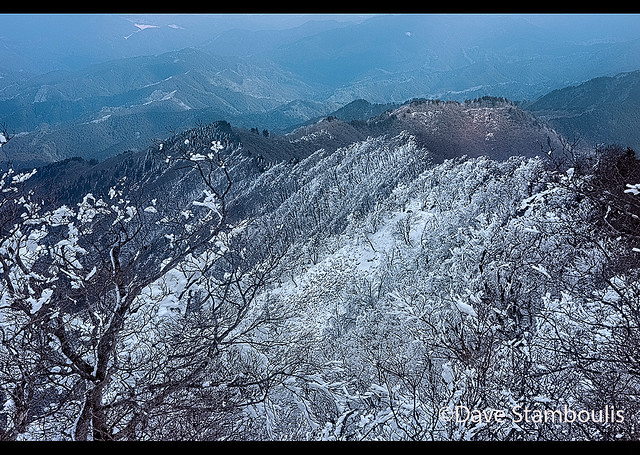 A forest of rime ice on Mount Takami in winter, Nara, Japan