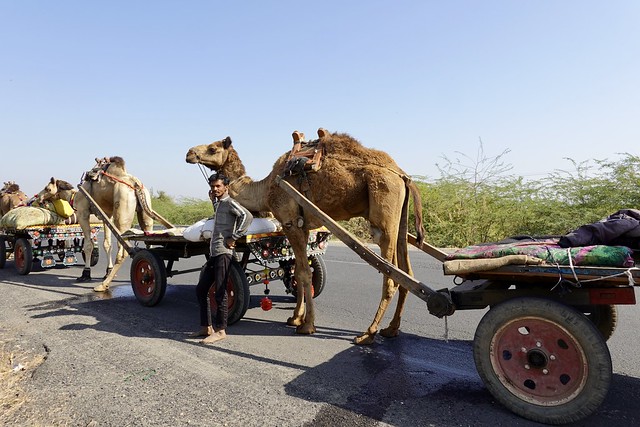 Camel Caravan - Little Rann of Kutch, Gujarat