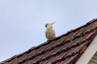 On a sunny winter evening, a fluffed up adult Cockatoo is on food watch, perched high up on neighbourhood roof. Cockatoos prefer to eat seeds, tubers, corms, fruit, flowers and insects. Uncropped image