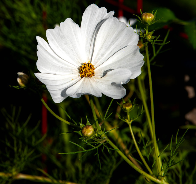 A Simple White Flowers -- A Summer Memory