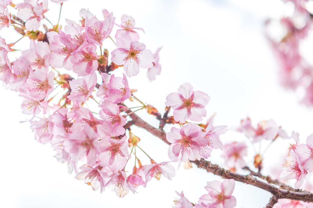 河津桜の里 #2ーKawazu Cherry Blossom Hill #2