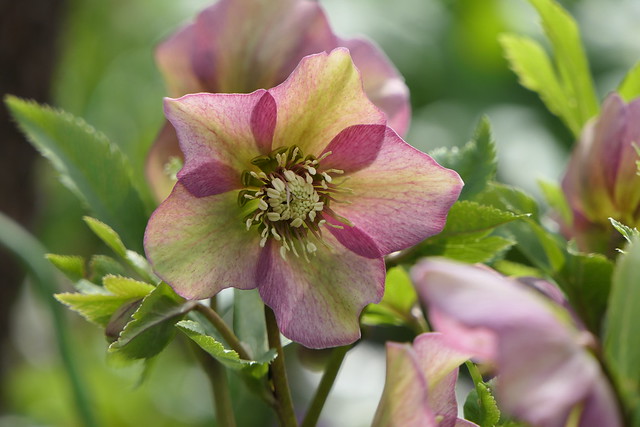 Christrose - Helleborus orientalis - Lenten Rose