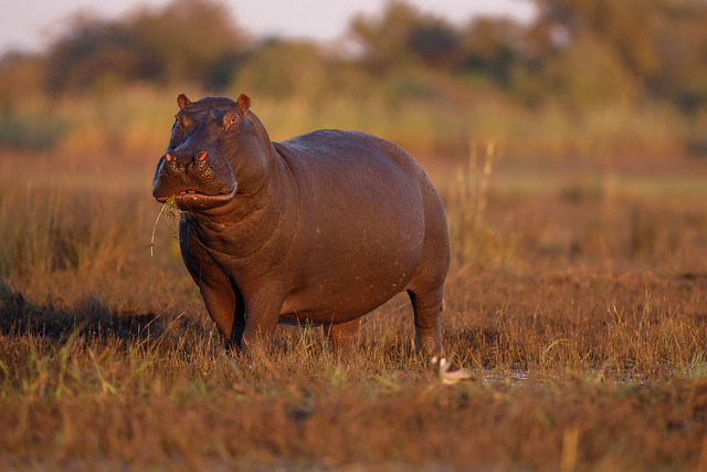 Hippo during the golden hour