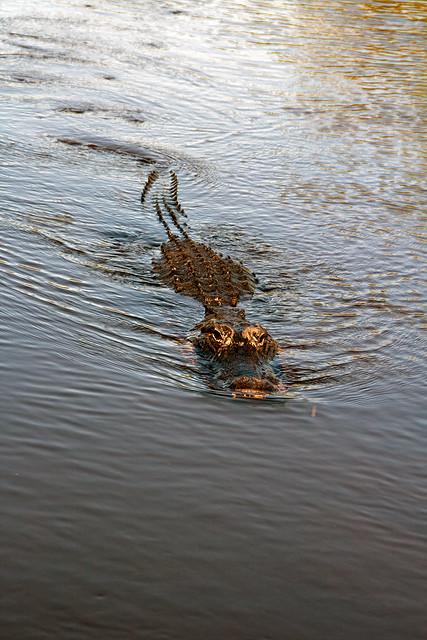 Alligator 13 in Everglades January 9 2009.jpg