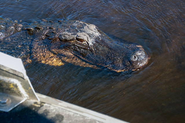 Alligator 14 in Everglades January 9 2009.jpg