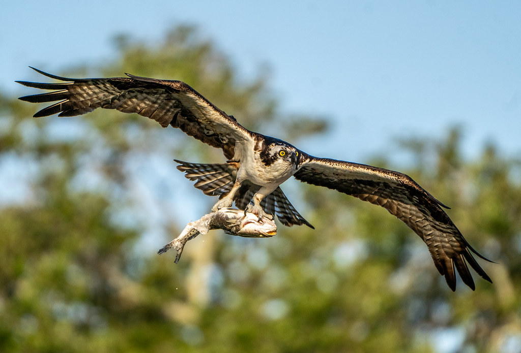 Osprey Landing with a Fish