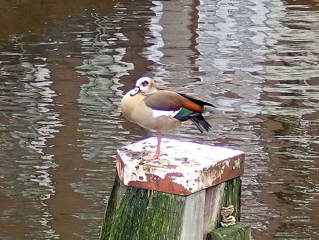 Pink Stance. Egyptian Goose, Alopochen aegyptiacus, Nieuwe Herengracht, Amsterdam, The Netherlands
