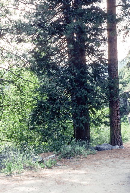 Yosemite NP CA June 1977 (2).jpg