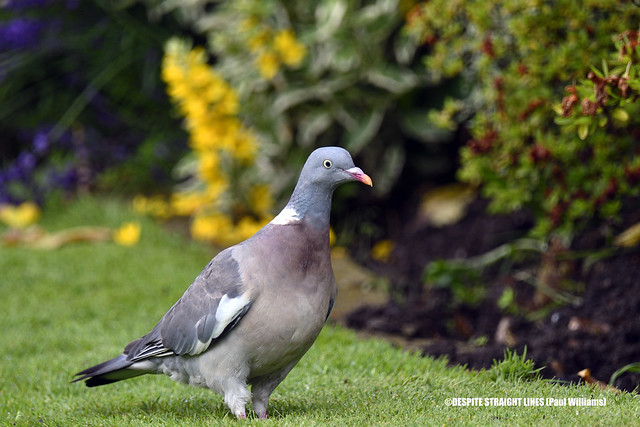 Male Woodpigeon (Columba palumbus)  -  (Published by GETTY IMAGES) & (Published online in an article in 'IN YOUR AREA')