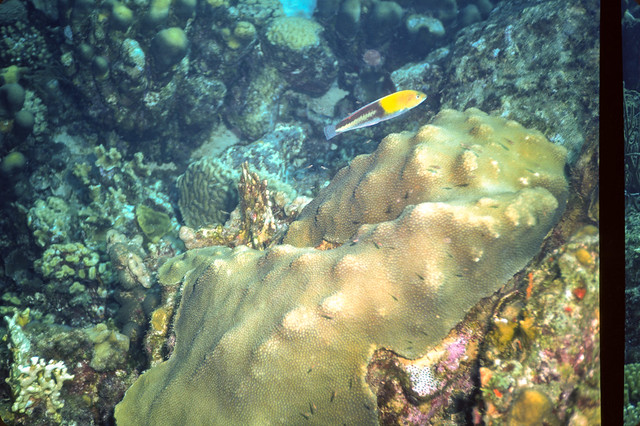 Underwater Caribbean July 1999 (28).jpg