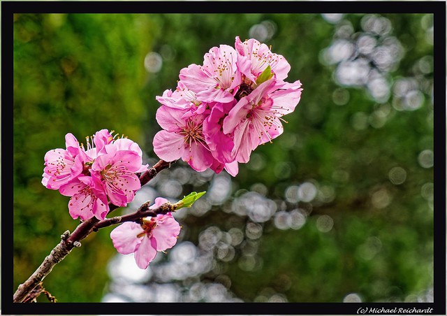 Mandelblütenzweig / Almond blossom branch
