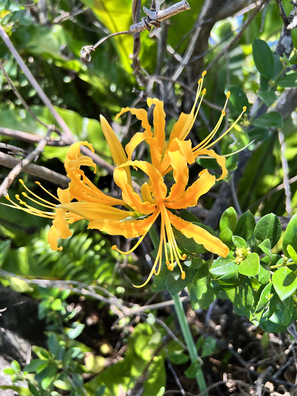 keelung-islet-flora-golden-spider-lily