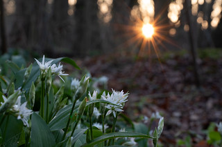 Spring on the forestfloor