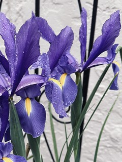 Raindrops on irises