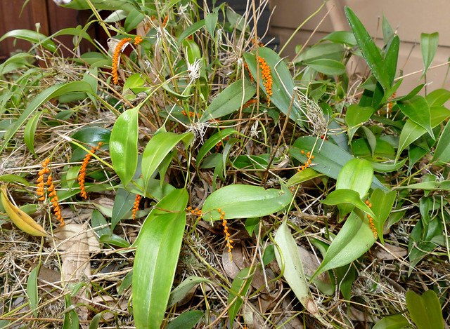 Pleurothallis truncata species orchid