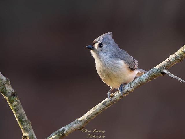 Tufted-Titmouse- 