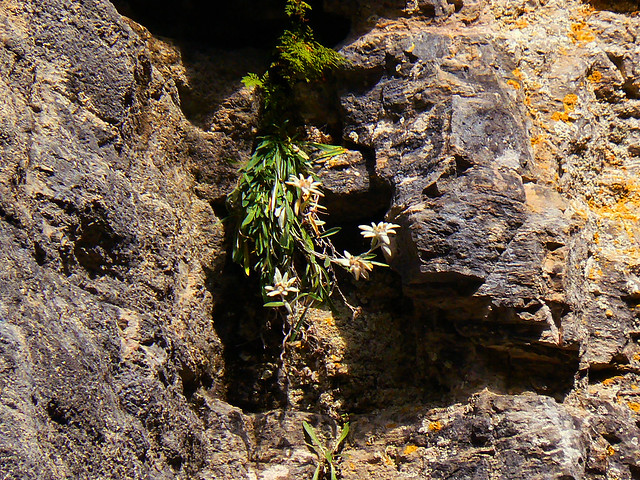 Tatra Mountains - edelweiss on a rock wall