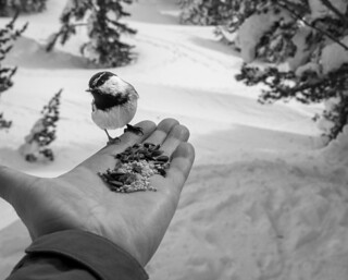 Thumbnail image for album (Chickadee in the palm of my hand)