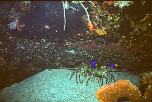 Lobsters Los Roques VZ July 1999 (2).jpg