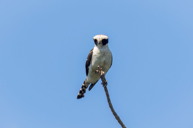 Herpetotheres cachinanns (Laughing Falcon) - Falconidae - Pousada Aguape, Campo Grande, Pantanal, Mato Grosso do Sul, Brazil