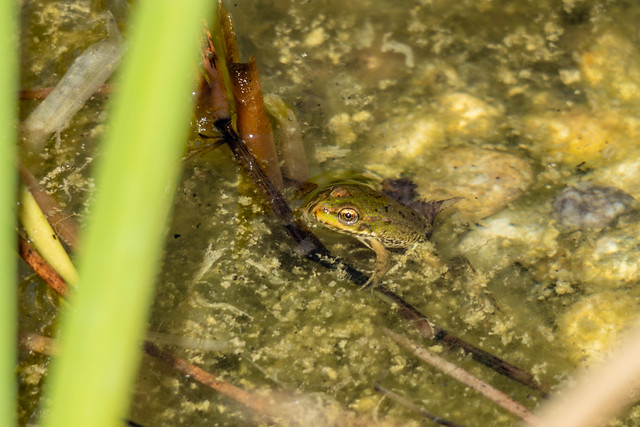 Edible frog, Slovenia