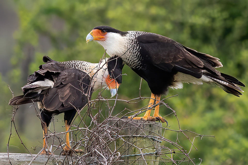 Pair of Crested Caracaras