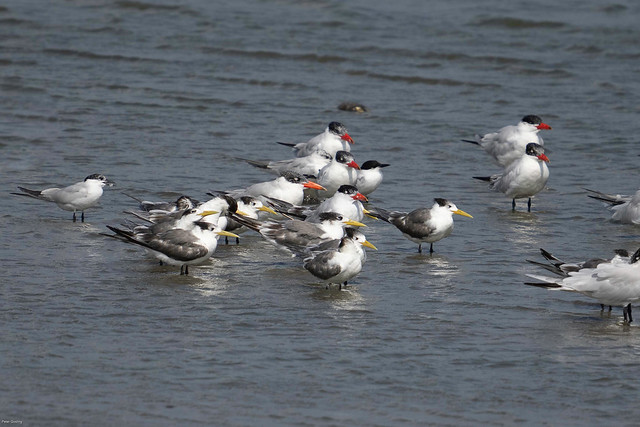 Greater Crested, Caspian and Gull-billed Terns