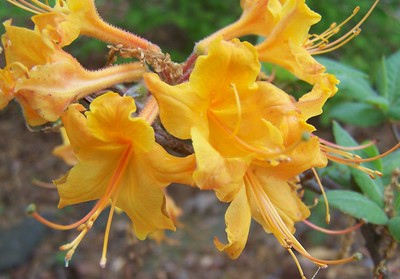 Spring beauty - flame azalea