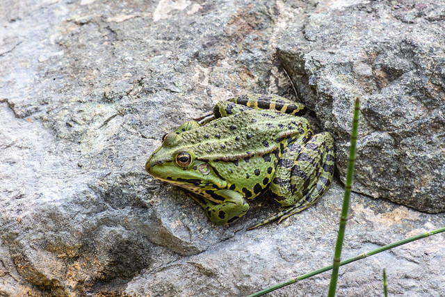 Edible frog, Slovenia