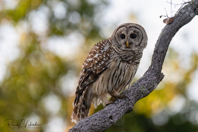 Barred Owl | Strix varia | 2023 - 47