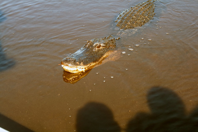 Alligator 12 in Everglades January 9 2009.jpg