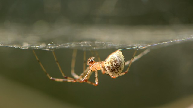 Hammock Spider on its web