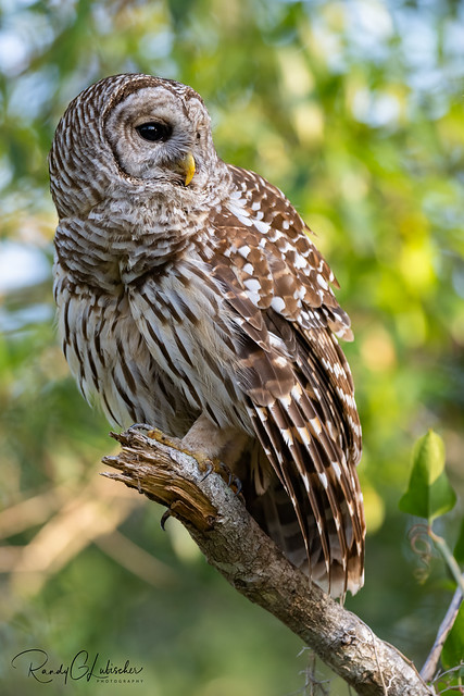Barred Owl | Strix varia | 2023 - 48
