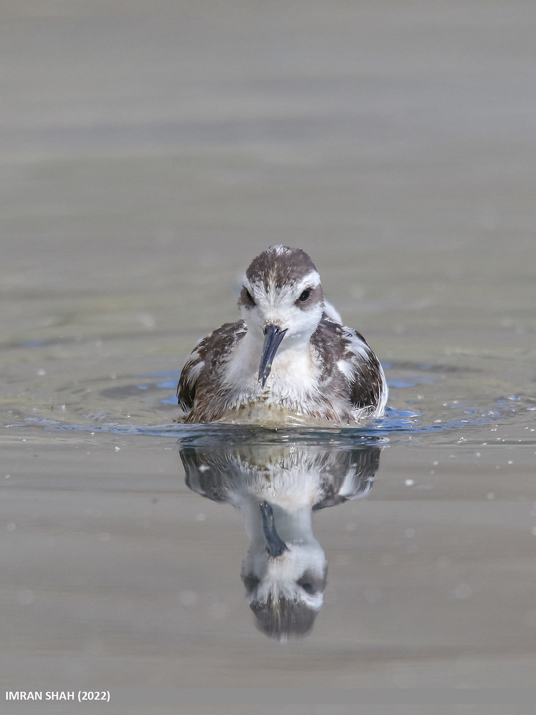 Red-necked Phalarope (Phalaropus lobatus)