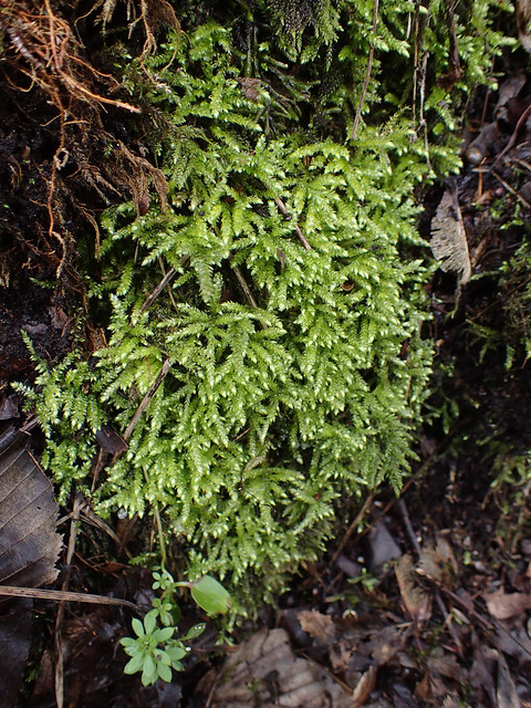 Cirriphyllum crassinervium
