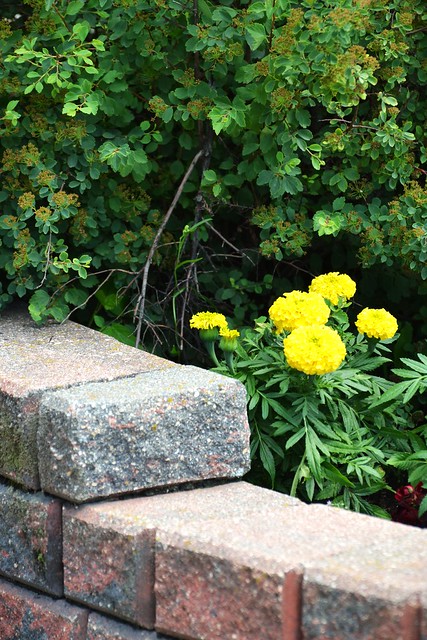 Yellow Flowers & Brick Wall