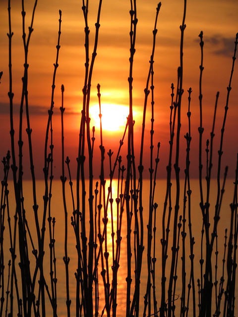 A privet hedge sunset
