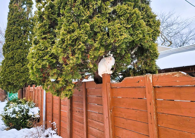 Cat on a Cold Wood Fence
