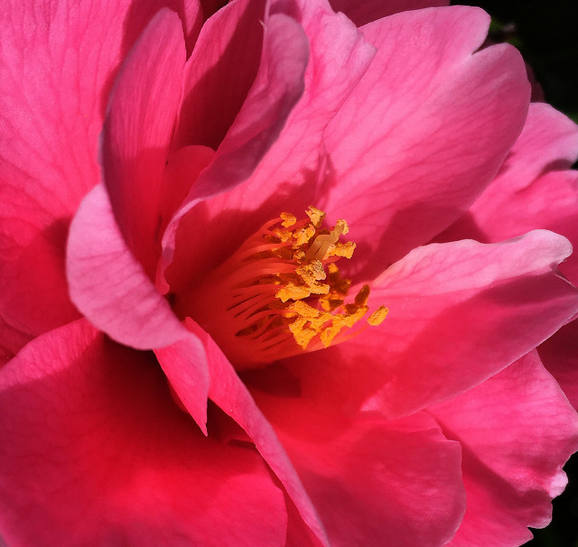 Camellia Blossom - Vancouver