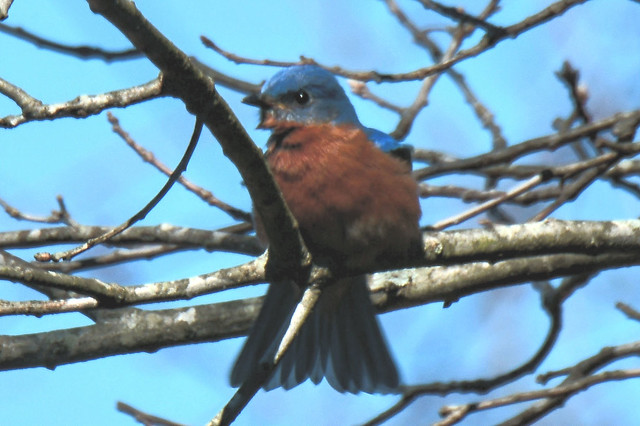 Eastern bluebird.