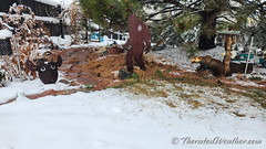March 14, 2024 - Snowy backyard scene. (ThorntonWeather.com)